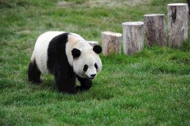 大熊猫