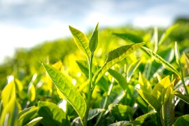 茶叶