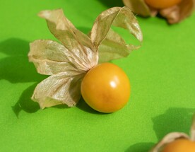 黄蕃茄