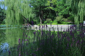 公园风景 