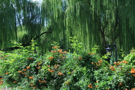 公园风景 