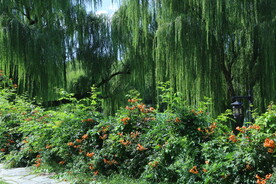 公园风景