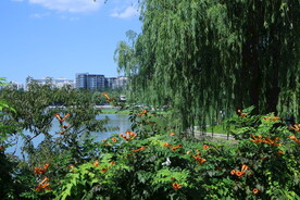 公园风景 