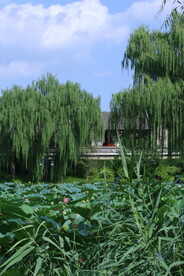 公园风景 