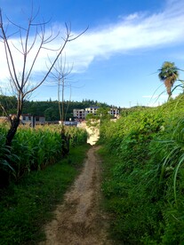 乡村小道风光
