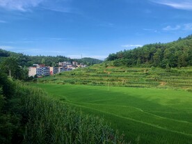夏日农村梯田庄稼