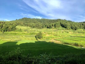 乡村自然风光稻田