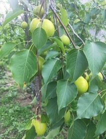 陕西旱酥梨