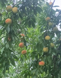 龙泉水蜜桃