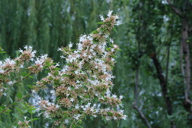 糯米条 