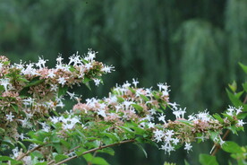 糯米条 