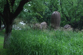 芒草风景