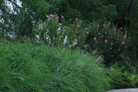 芒草风景 