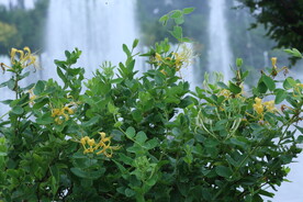 金银花