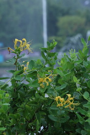金银花