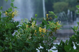 金银花