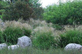 芒草风景