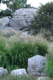芒草风景