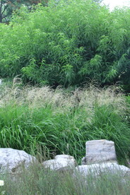 芒草风景