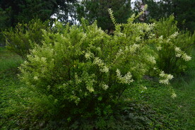 园林花草 