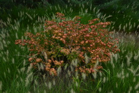 园林花草 