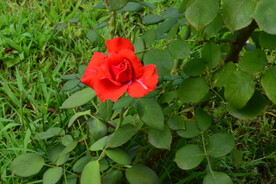 园林花草