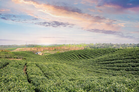 户外茶园茶叶种植