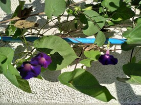 花卉图片