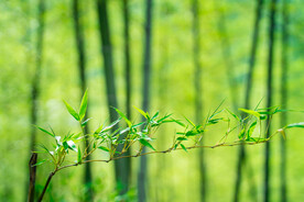 户外竹林竹叶树枝