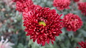 菊花
