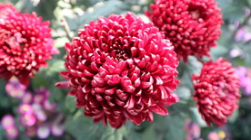 菊花