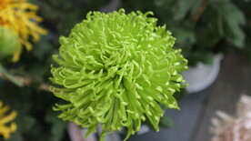 绿菊