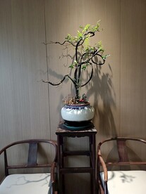 盆栽 古建筑 自然景观