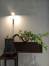 盆栽 自然景观