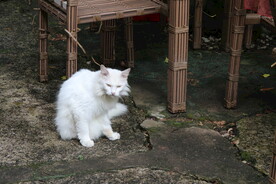 猫 古建筑 自然景观