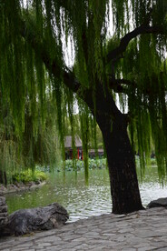 公园风景