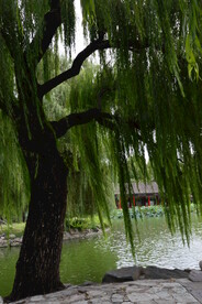 公园风景