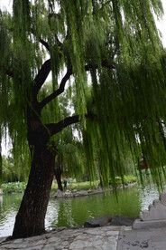 公园风景