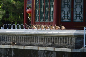 公园风景