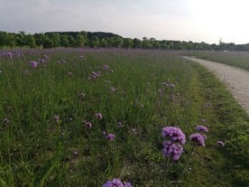 薰衣草风景区