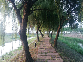杨柳岸杨柳依依柳树