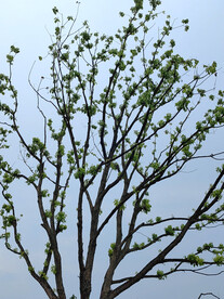 绿树枝芽