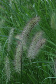 狼尾草