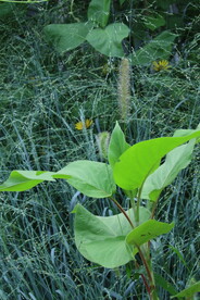 园林花草 
