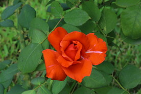园林花草