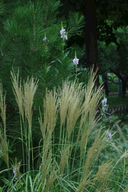 芒草风景 