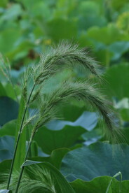 园林花草 