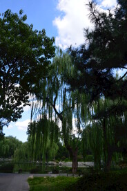 公园风景