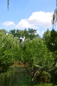 公园风景