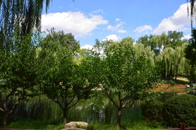 公园风景